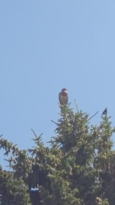 Osprey above our campsite