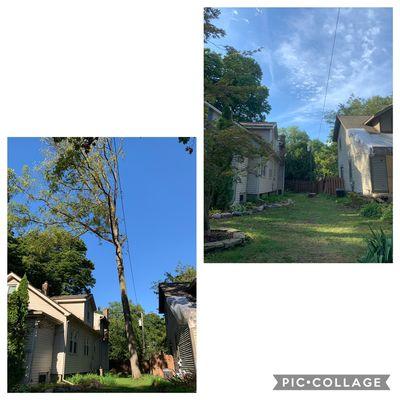 This was a black walnut removal over a house