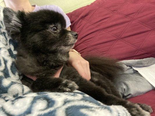 Yoshi, our senior Pomeranian, loves the attentive care she gets from Evergreen.