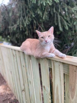 Wood fence