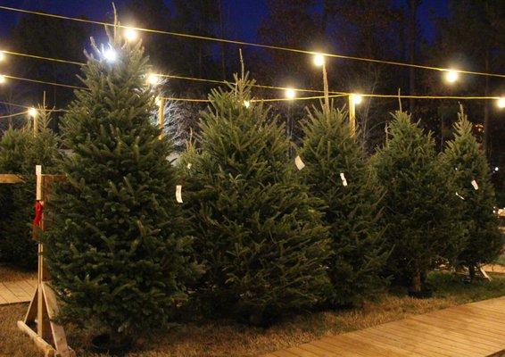 Taller trees surround the lot