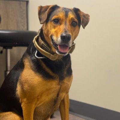 Boomer waiting on the doctor