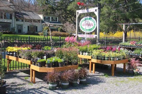 We carry hundreds of perennials with a great selection from Monrovia.