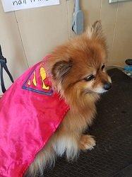 Superdog Max in for his nail trim