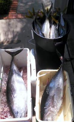 Bluefin, Yellowtail, & Dorado.