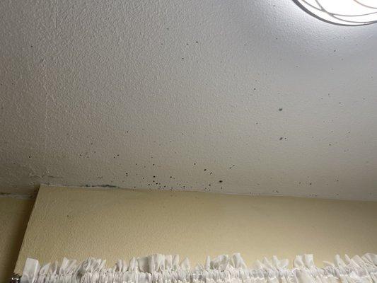 Mold and general nastiness.