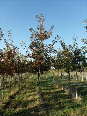 Red Oak Trees