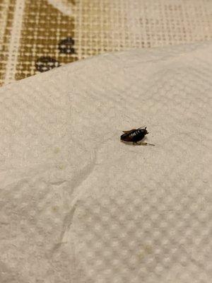 Cockroach in beef noodle soup..AVOID