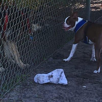 Johnson Street Dog Park. We love it!!