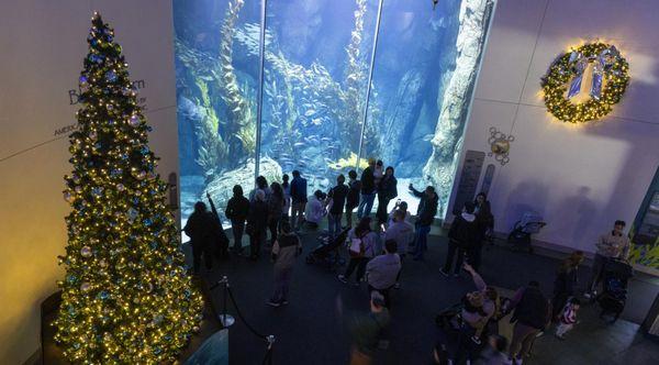 Honda Blue Cavern during the holidays in December features a large lite Christmas tree and hanging wreath. Photo by Josh Barber.