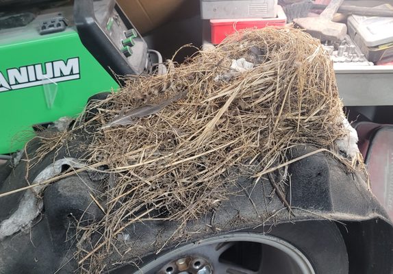 We took apart the rear quarter on a car and when we removed the wheel well liner, on top of it was a mouse nest.