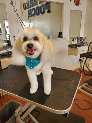 Maxie after groom