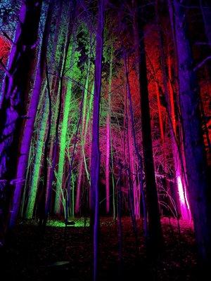 Multi-colored lights shining up into the trees, making them look like they're glowing.