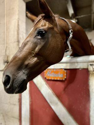 Showclass Stables