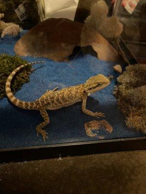 Bearded dragon