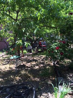 East Harlem Community Gardens 5/23/16