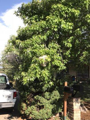 A Blank Face Hornets nest dangerously located above a clients mailbox.