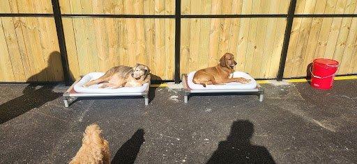 Barksville Dog Daycare and Boarding outside play yard.