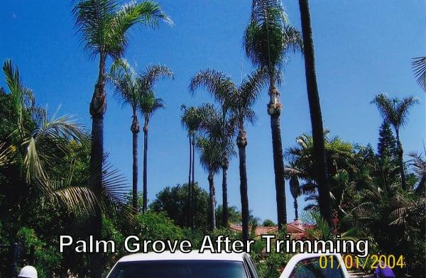 Queen Palm grove after trimming