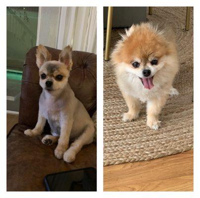 Before pic on the right - on the left we have shaved Pomeranian.