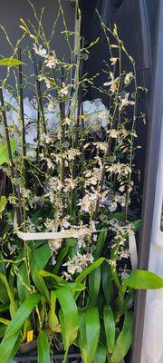 Oncidium