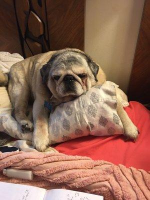 My Pug, Shamous