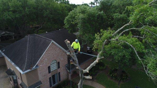 Tree Removal in Nottingham