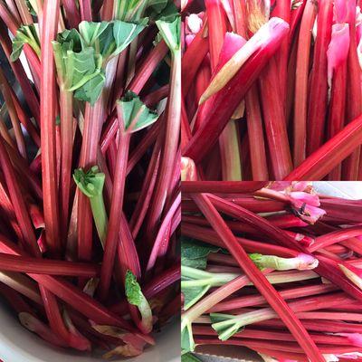 DeWolf Farm rhubarb--used in compote, shrub, salads in early summer