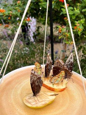 The butterfly sanctuary at the Santa Ana zoo. It's well worth taking time to visit... so tranquil and relaxing!