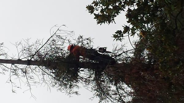 Rudy cutting redwood.