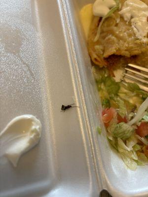 Bug in my food......