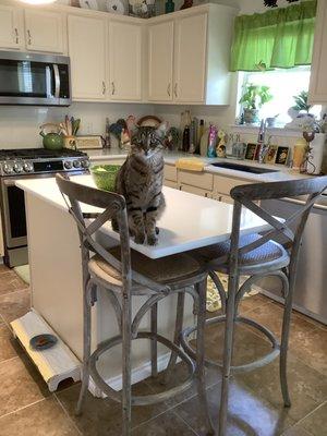 Going to trim down the chairs 2", but my cat Buddy already loves his view of the world.