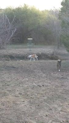 Hole 15 and my Boxer and his new friend.