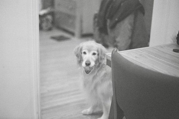 My dog in Ilford HP5