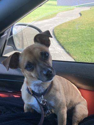 An angry Miss Barker wanting out of the car at the park.