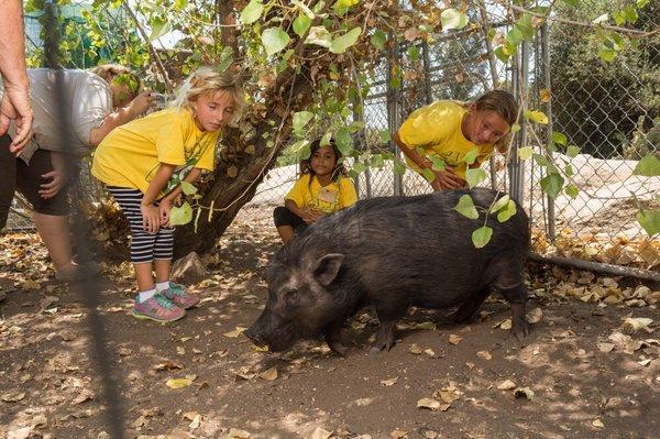 Campers get to meet lots of cool animals!