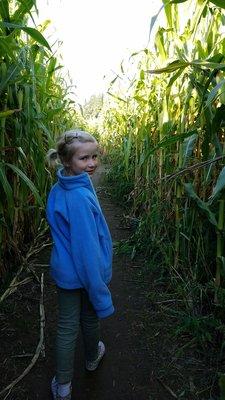 Corn maze!