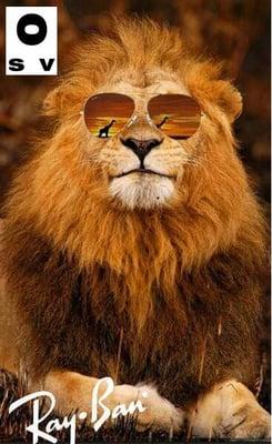 Aviator Lion!!