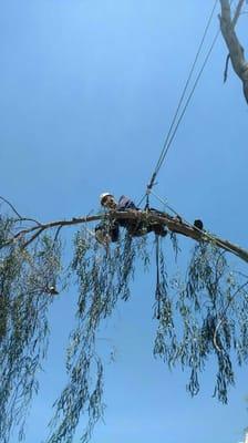 "Limbwalking" is where you put all of your weight on the rope so the branch doesn't break