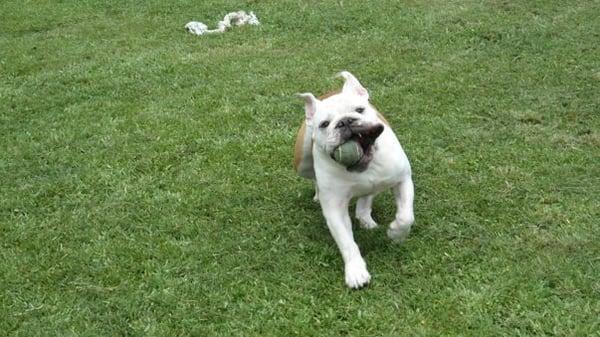 Having fun at Doggy Daycare