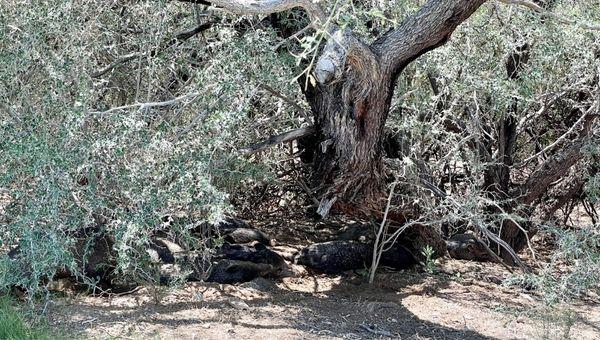 Javelina Nap Time