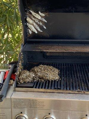 Bees in bbq