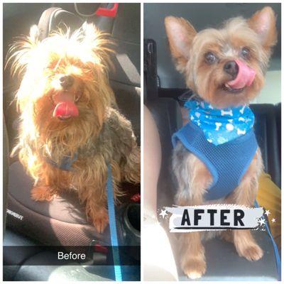 Before and after pics of my dog.