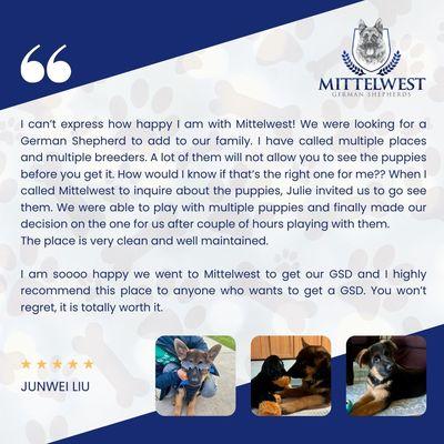 Mittelwest German Shepherds Review Image Junwei Liu