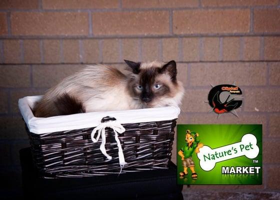 Even the cats love Nature's Pet Market - South Salem