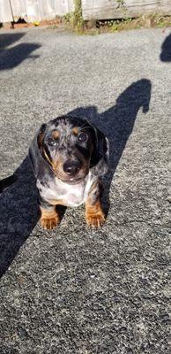 The new shop pup, Jake! Make sure to say hi when you stop by, he loves new friends !