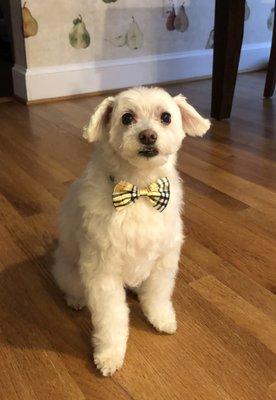 That bow tie to top off my fluffy boy.