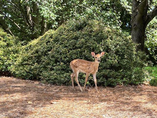 Little fawn near the entrance to the Lodge area.