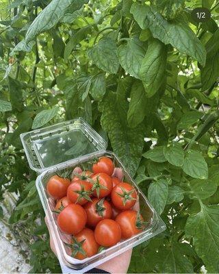 Cherry tomatoes