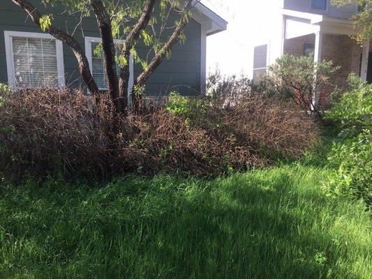 This client asked me to mow, and remove all the dead brush at the roots so that later we can fix up. This is the before photo.